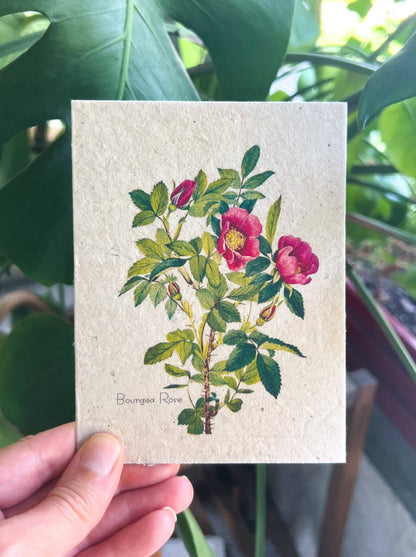 Marissa Kay Apothecary - Plantable Seed Card || Zero Waste || Supports Women MVW21